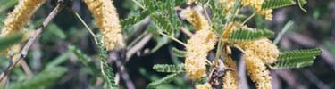 Velvet mesquite flowers